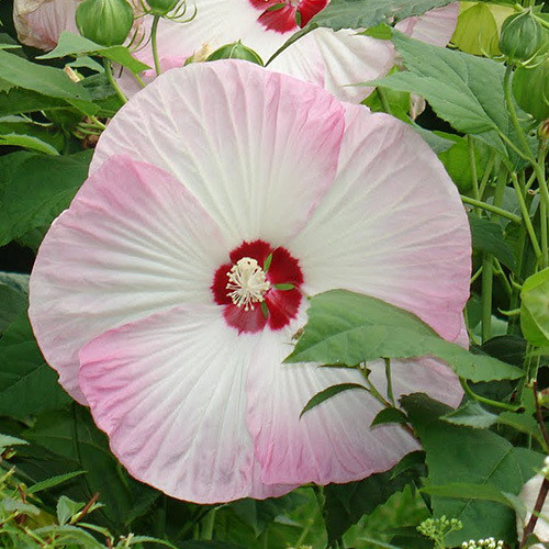 swamp-rose-mallow-hibiscus-seeds-urban-farmer